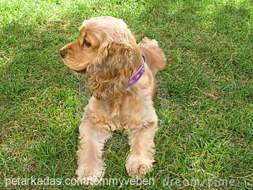 tommy Erkek Amerikan Cocker Spaniel