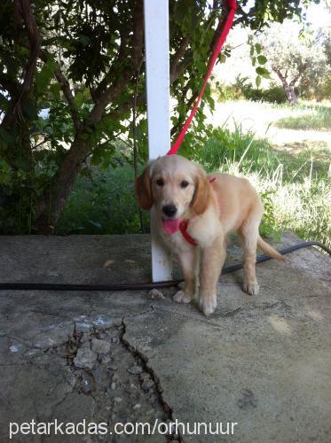 tuna Dişi Golden Retriever