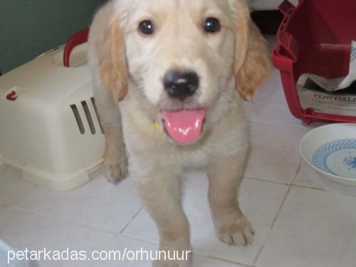 tuna Dişi Golden Retriever