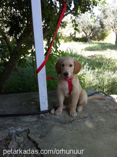 tuna Dişi Golden Retriever