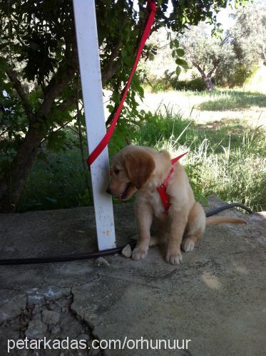 tuna Dişi Golden Retriever