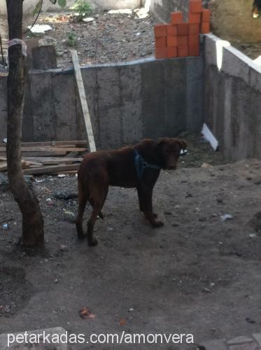 baran Erkek Labrador Retriever