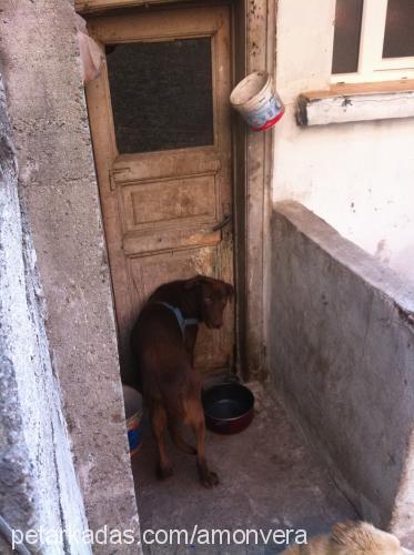 baran Erkek Labrador Retriever