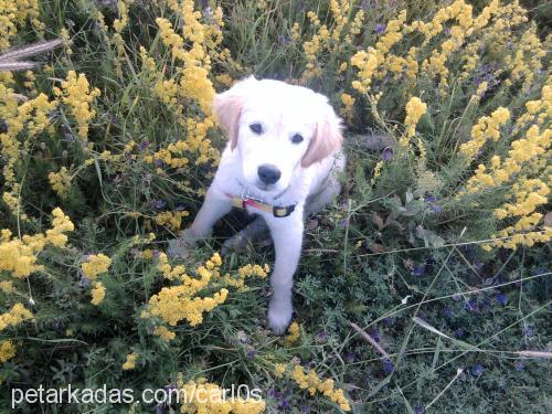 carlos Erkek Golden Retriever