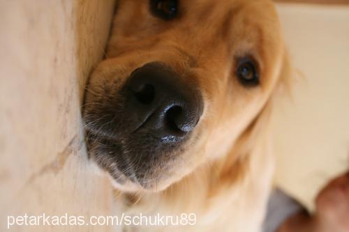 tarçın Erkek Golden Retriever