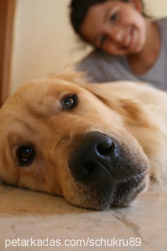 tarçın Erkek Golden Retriever