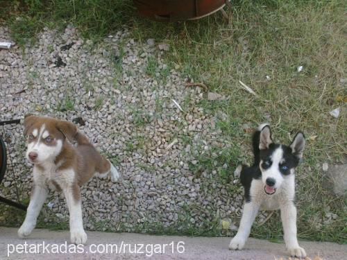 rüzgar Erkek Sibirya Kurdu (Husky)