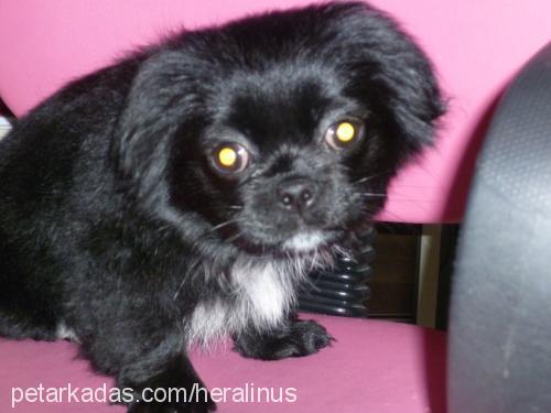 hera Dişi Tibetli Spaniel