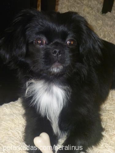 hera Dişi Tibetli Spaniel