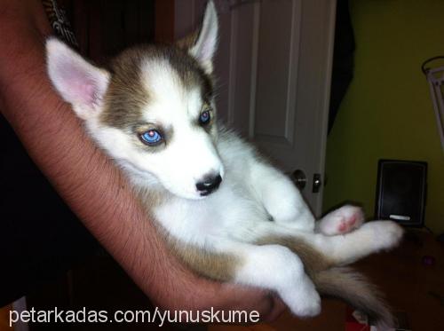 yoda Erkek Sibirya Kurdu (Husky)