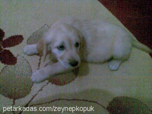 köpük Dişi Golden Retriever