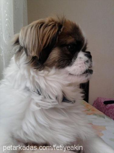 tarçın Erkek Pekingese