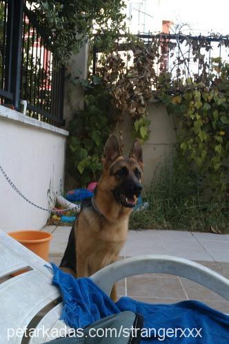 ares Erkek Alman Çoban Köpeği