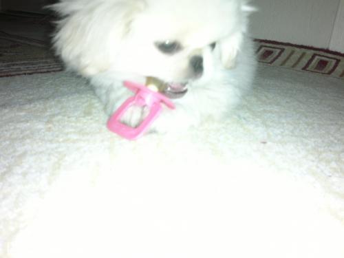 casper Erkek Pekingese