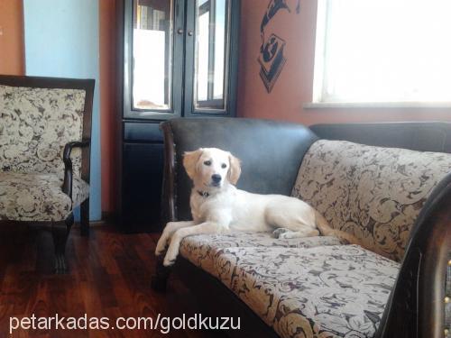 kuzu Dişi Golden Retriever