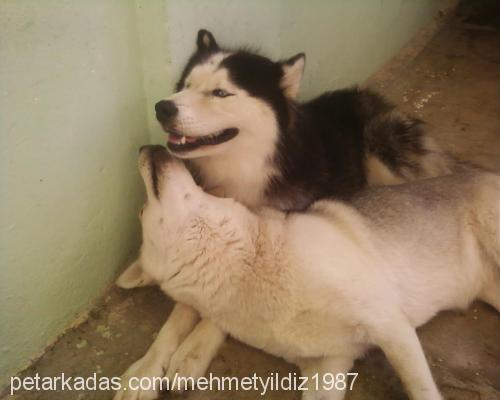 duman Dişi Sibirya Kurdu (Husky)