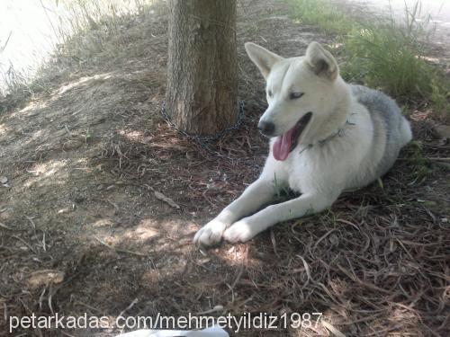 duman Dişi Sibirya Kurdu (Husky)