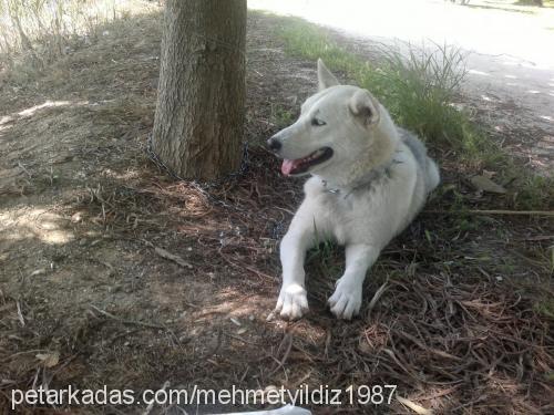 duman Dişi Sibirya Kurdu (Husky)