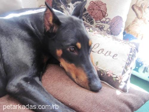 raja Dişi Doberman Pinscher