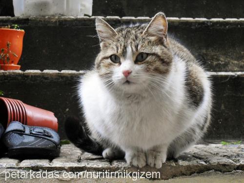 parmakbebekler Erkek Tekir Kedi