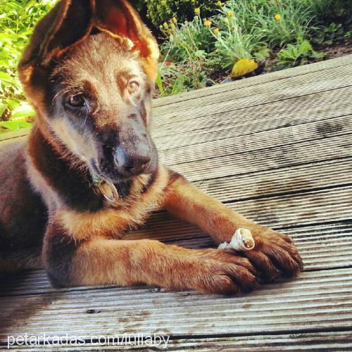 achille Erkek Alman Çoban Köpeği