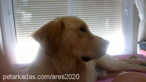 ares Erkek Golden Retriever