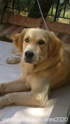 ares Erkek Golden Retriever