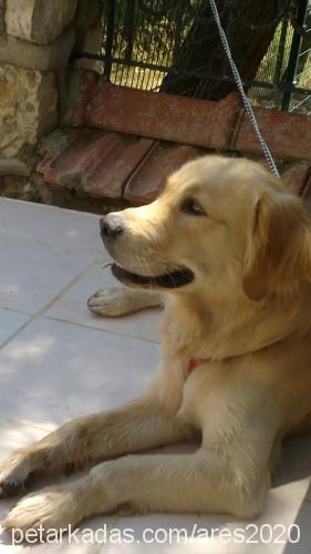 ares Erkek Golden Retriever