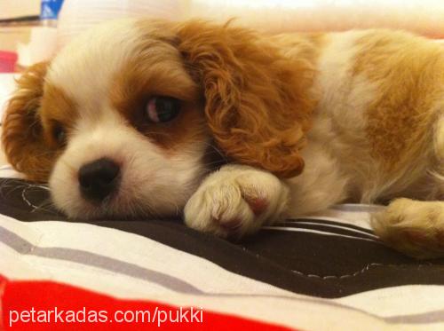 zodi Dişi Cavalier King Charles Spanieli