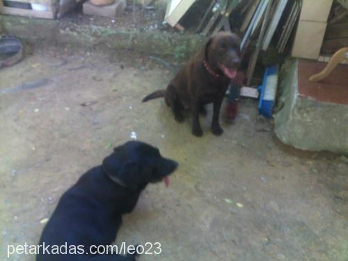 queen Dişi Labrador Retriever