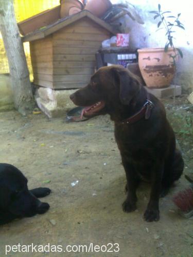 queen Dişi Labrador Retriever