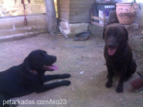 queen Dişi Labrador Retriever