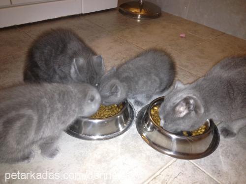 külkedisi Dişi Scottish Fold