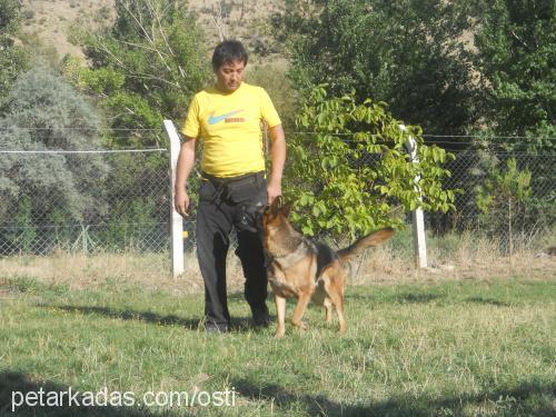 isimsiz Erkek Alman Çoban Köpeği