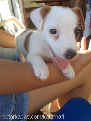 roxy Dişi Jack Russell Terrier