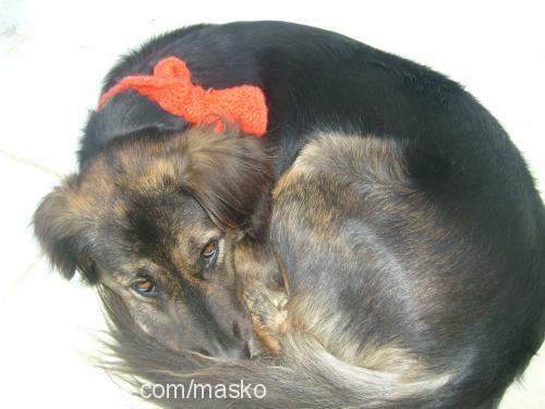 kömür Dişi Border Collie