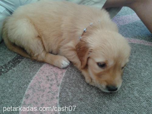 cash Erkek Golden Retriever