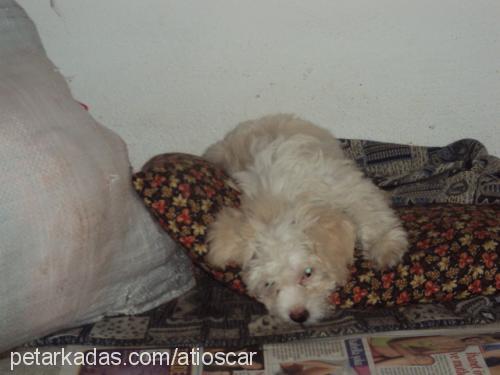 milan Erkek Bichon Havanese