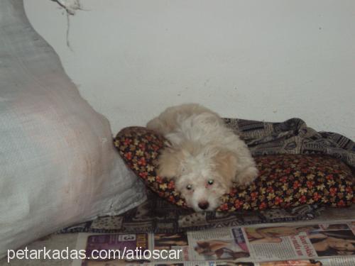 milan Erkek Bichon Havanese