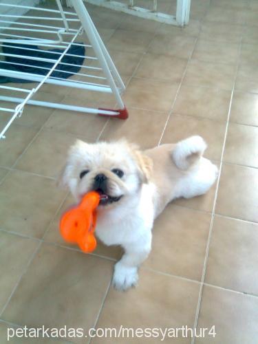 messy Erkek Pekingese