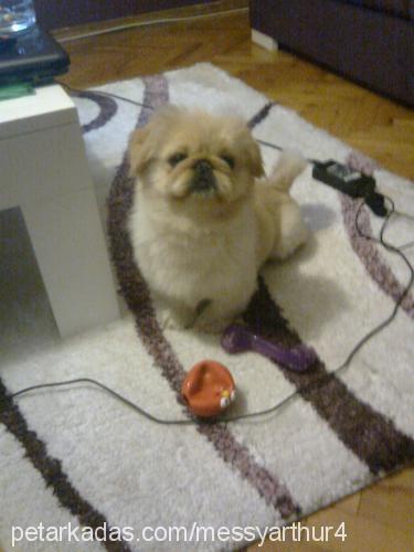 messy Erkek Pekingese