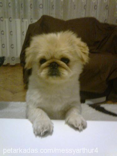 messy Erkek Pekingese