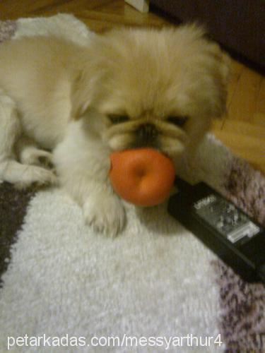 messy Erkek Pekingese