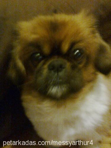 arthur Erkek Pekingese