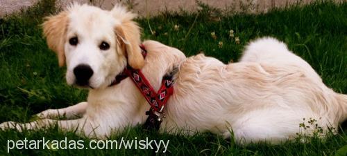 wiski Erkek Golden Retriever