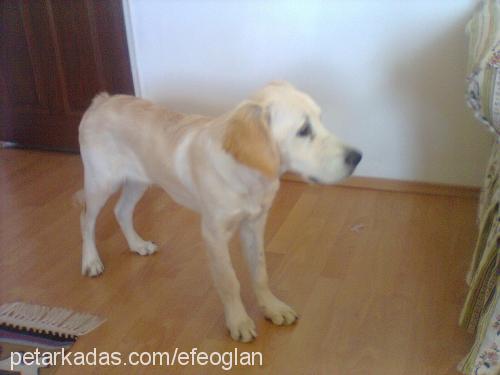 efe Erkek Golden Retriever