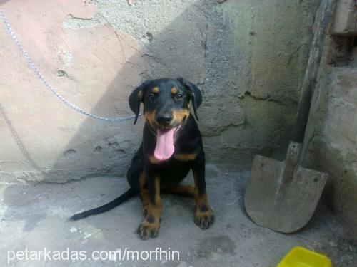 hera Dişi Rottweiler