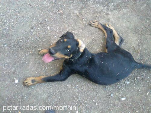 hera Dişi Rottweiler