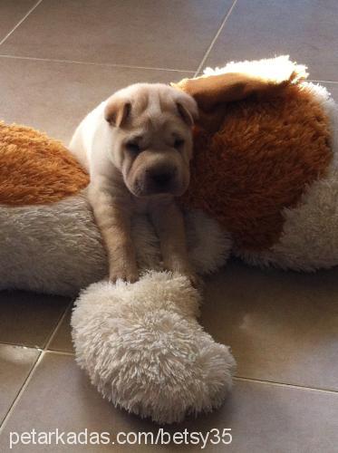 betsy Dişi Çin Shar-Pei