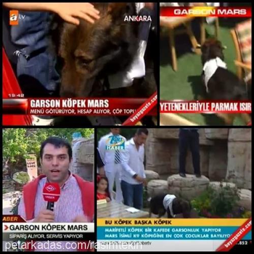 marsvontekİn Erkek Alman Çoban Köpeği